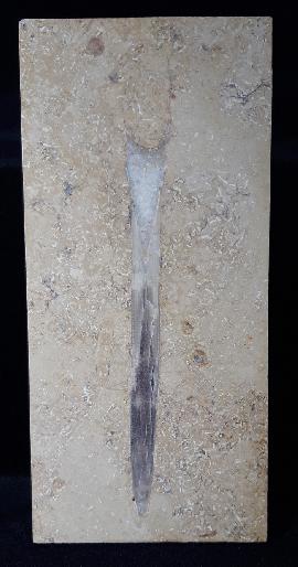 Solnhofen - Treuchtlingen - Hibolithes sp. (MONTFORT 1808)